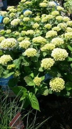 Hortensia (Hydrangea 'Endless Summer The Bride') -DIRECTPLANT Winkel hydrangea endless summer 1 1