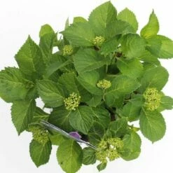 Hortensia Blauw (Hydrangea 'Forever&Ever') -DIRECTPLANT Winkel hydrangea forever ever blue boven bewerkt 2