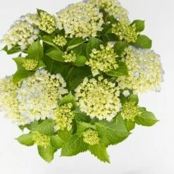 DIRECTPLANT Winkel -DIRECTPLANT Winkel hydrangea forever ever blue c5 5 2