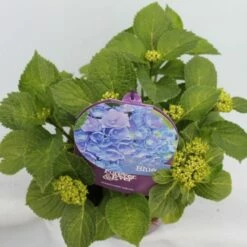 Hortensia Blauw (Hydrangea 'Forever&Ever') -DIRECTPLANT Winkel hydrangea forever ever blue hoek bewerkt 2