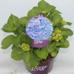 Hortensia Blauw (Hydrangea 'Forever&Ever') -DIRECTPLANT Winkel hydrangea forever ever blue voor bewerkt