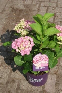 Hortensia Roze (Hydrangea 'Forever&Ever' Pink) -DIRECTPLANT Winkel hydrangea forever ever pink 3 1