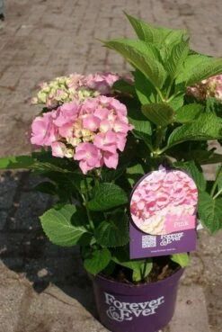 Hortensia Roze (Hydrangea 'Forever&Ever' Pink) -DIRECTPLANT Winkel hydrangea forever ever pink 4 1