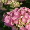 Hortensia Roze (Hydrangea 'Forever&Ever' Pink) -DIRECTPLANT Winkel hydrangea forever ever pink 5