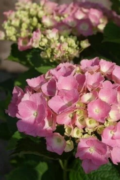 DIRECTPLANT Winkel 33 Hortensia Roze (Hydrangea 'Forever&Ever' Pink)