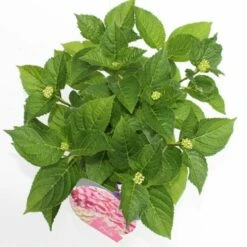 Hortensia Roze (Hydrangea 'Forever&Ever' Pink) -DIRECTPLANT Winkel hydrangea forever ever pink boven bewerkt 2