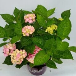 Hortensia Roze (Hydrangea 'Forever&Ever' Pink) -DIRECTPLANT Winkel hydrangea forever ever pink hoek 17 10