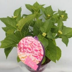 Hortensia Roze (Hydrangea 'Forever&Ever' Pink) -DIRECTPLANT Winkel hydrangea forever ever pink hoek bewerkt