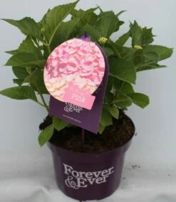 Hortensia Roze (Hydrangea 'Forever&Ever' Pink) -DIRECTPLANT Winkel hydrangea forever ever pink voor bewerkt 1