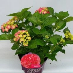 Hortensia Rood (Hydrangea 'Forever&Ever') -DIRECTPLANT Winkel hydrangea forever ever red hoek 17 10 1