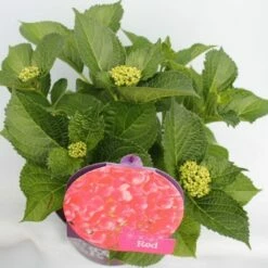 Hortensia Rood (Hydrangea 'Forever&Ever') -DIRECTPLANT Winkel hydrangea forever ever red hoek bewerkt 1