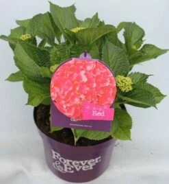Hortensia Rood (Hydrangea 'Forever&Ever') -DIRECTPLANT Winkel hydrangea forever ever red voor bewerkt 2
