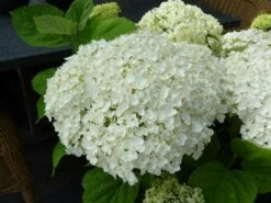 Hortensia (Hydrangea 'Strong Annabelle') -DIRECTPLANT Winkel hydrangea incrediball bloem