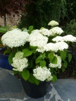 Hortensia (Hydrangea 'Strong Annabelle') -DIRECTPLANT Winkel hydrangea incrediball c3 hr