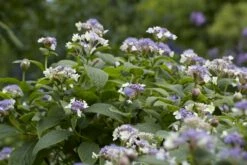 Hortensia (Hydrangea Involucrata)