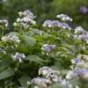 Hortensia (Hydrangea Involucrata) -DIRECTPLANT Winkel hydrangea involucrata 1