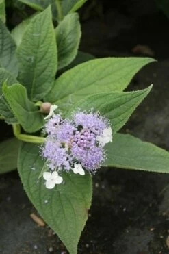 Hortensia (Hydrangea Involucrata) -DIRECTPLANT Winkel hydrangea involucrata 4