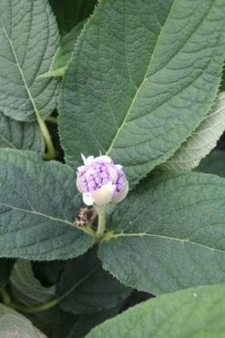 Hortensia (Hydrangea Involucrata) -DIRECTPLANT Winkel hydrangea involucrata 5