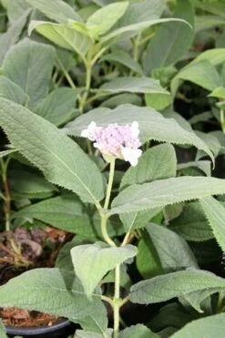 Hortensia (Hydrangea Involucrata) -DIRECTPLANT Winkel hydrangea involucrata 2