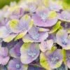 Hortensia (Hydrangea 'Magical Jewel Blue') -DIRECTPLANT Winkel hydrangea macr magical amethyst blue kopie 2