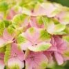 Hortensia (Hydrangea 'Magical Jewel Pink') 1 Hortensia (Hydrangea 'Magical Jewel Pink') -DIRECTPLANT Winkel hydrangea macr magical amethyst pink kopie 1