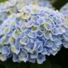 Hortensia (Hydrangea Magical Revolution Blue) -DIRECTPLANT Winkel hydrangea macr magical revolution blue kopie 1
