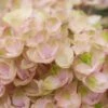 Hortensia (Hydrangea Magical Revolution Pink) -DIRECTPLANT Winkel hydrangea macr magical revolution pink 1