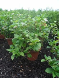 Hortensia (Hydrangea Macrophylla 'Soeur Therese') -DIRECTPLANT Winkel hydrangea macrophylla soeur therese c50 1