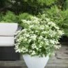 Hortensia (Hydrangea 'Prim White') -DIRECTPLANT Winkel hydrangea pan. prim white 1