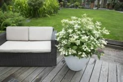 Hortensia (Hydrangea 'Prim White') -DIRECTPLANT Winkel hydrangea pan. prim white 2 1