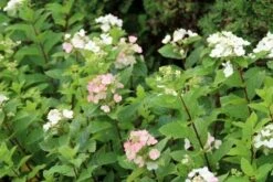 Pluimhortensia (Hydrangea Paniculata 'Dart's Little Dot') -DIRECTPLANT Winkel hydrangea paniculata darts little dot 3
