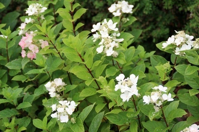 Pluimhortensia (Hydrangea Paniculata 'Dart's Little Dot') 7 Pluimhortensia (Hydrangea Paniculata 'Dart's Little Dot') - Afbeelding 5