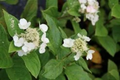 Pluimhortensia (Hydrangea Paniculata 'Dart's Little Dot') -DIRECTPLANT Winkel hydrangea paniculata darts little dot 5 1