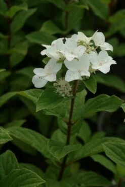 Pluimhortensia (Hydrangea Paniculata 'Dart's Little Dot') -DIRECTPLANT Winkel hydrangea paniculata darts little dot 6