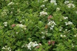 Pluimhortensia (Hydrangea Paniculata 'Dart's Little Dot') -DIRECTPLANT Winkel hydrangea paniculata darts little dot 7 1