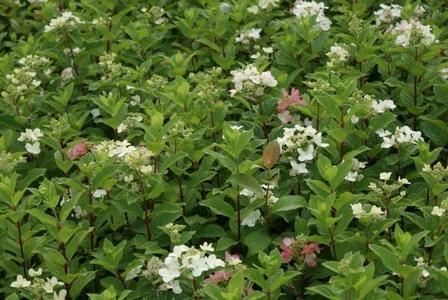 Pluimhortensia (Hydrangea Paniculata 'Dart's Little Dot') 12 Pluimhortensia (Hydrangea Paniculata 'Dart's Little Dot') - Afbeelding 10