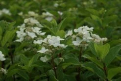 Pluimhortensia (Hydrangea Paniculata 'Dart's Little Dot') -DIRECTPLANT Winkel hydrangea paniculata darts little dot 8