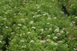 Pluimhortensia (Hydrangea Paniculata 'Dart's Little Dot') -DIRECTPLANT Winkel hydrangea paniculata darts little dot 9
