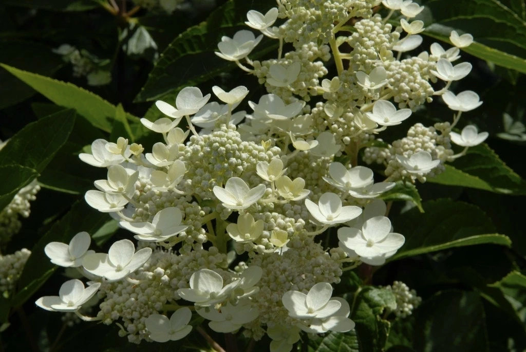 Pluimhortensia (Hydrangea Paniculata 'Dharuma') 3 Pluimhortensia (Hydrangea Paniculata 'Dharuma')