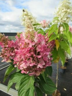 Pluimhortensia Op Stam (Hydrangea Paniculata 'Pinky Winky') -DIRECTPLANT Winkel hydrangea paniculata pinky winky 2 1 1 2
