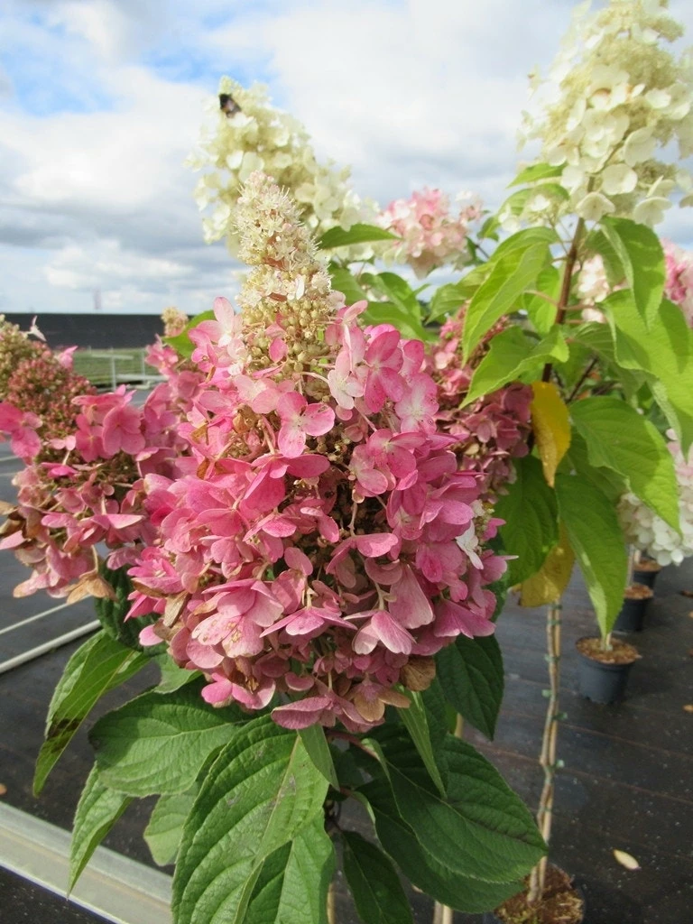 Pluimhortensia Op Stam (Hydrangea Paniculata 'Pinky Winky') 5 Pluimhortensia Op Stam (Hydrangea Paniculata 'Pinky Winky') - Afbeelding 3