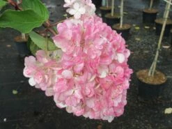 Pluimhortensia Op Stam (Hydrangea Paniculata 'Pinky Winky') -DIRECTPLANT Winkel hydrangea paniculata pinky winky 3 1