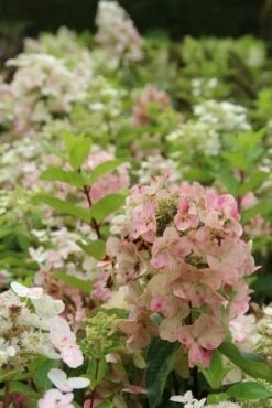 Pluimhortensia (Hydrangea Paniculata 'Unique') 15 Pluimhortensia (Hydrangea Paniculata 'Unique') -DIRECTPLANT Winkel hydrangea paniculata unique 1