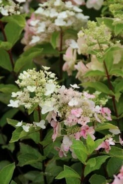 Pluimhortensia (Hydrangea Paniculata 'Unique') -DIRECTPLANT Winkel hydrangea paniculata unique 2 1