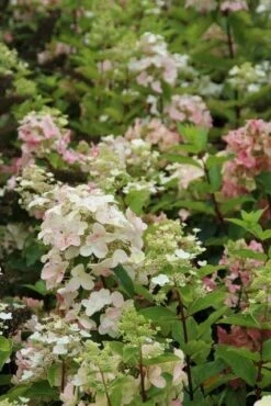 Pluimhortensia (Hydrangea Paniculata 'Unique') -DIRECTPLANT Winkel hydrangea paniculata unique 3 2