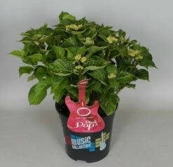 Hortensia Pink Pop (Hydrangea 'Music Collection') -DIRECTPLANT Winkel hydrangea pink pop c5 3