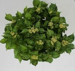 Hortensia Pink Pop (Hydrangea 'Music Collection') -DIRECTPLANT Winkel hydrangea pink pop c5 4