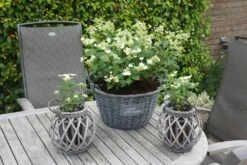Hortensia (Hydrangea 'Prim White') -DIRECTPLANT Winkel hydrangea prim white 01 1