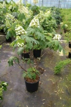Eikenbladhortensia (Hydrangea Quercifolia) -DIRECTPLANT Winkel hydrangea quercifolia