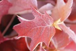 Eikenbladhortensia (Hydrangea Quercifolia) -DIRECTPLANT Winkel hydrangea quercifolia 2